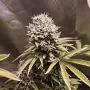 The Tropical Ice Cream One@USAGenetics26