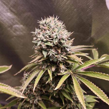 The Tropical Ice Cream One@USAGenetics26