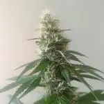 Strain B @Dutch Passion & SSSClub