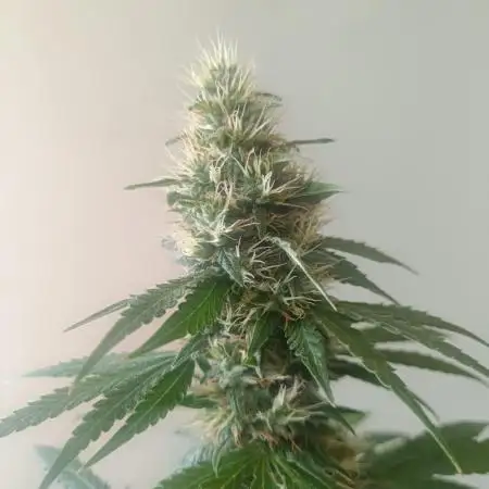 Strain B @Dutch Passion & SSSClub