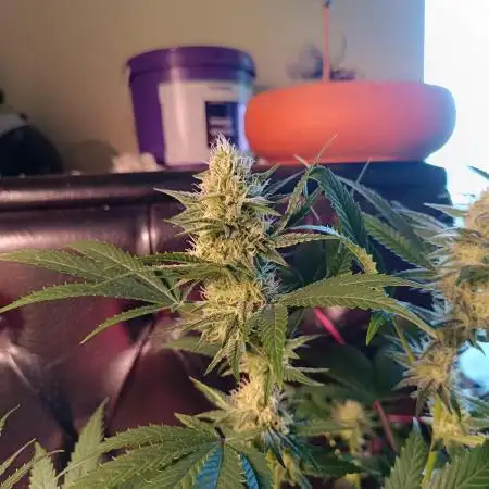 Gelato K @KANNABIA