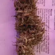 Auto AK-47 XL@DivineSeeds