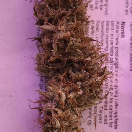 Auto AK-47 XL@DivineSeeds