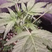 Northern dragon fuel Auto@SSSC