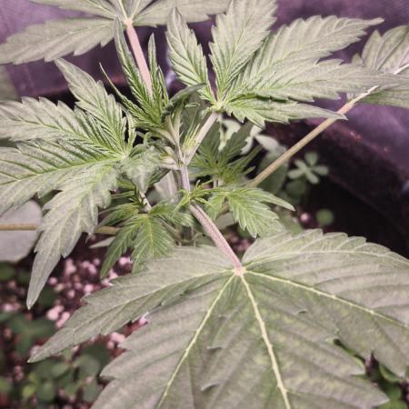 Northern dragon fuel Auto@SSSC