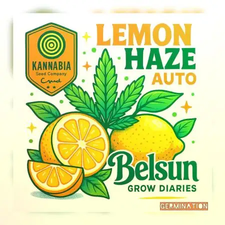 Lemon Haze Auto@Kannabia