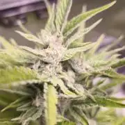 Northern dragon fuel Auto@SSSC