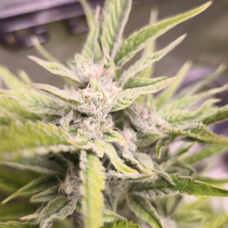 Northern dragon fuel Auto@SSSC