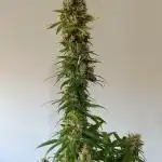 Strain B @Dutch Passion & SSSClub