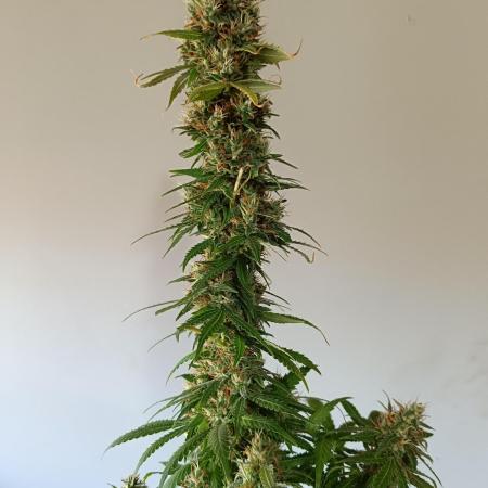 Strain B @Dutch Passion & SSSClub