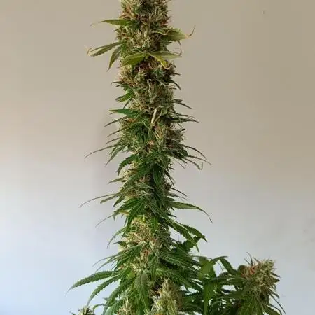 Strain B @Dutch Passion & SSSClub