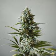Sticky Broccoli@Zamnesia | Plagron