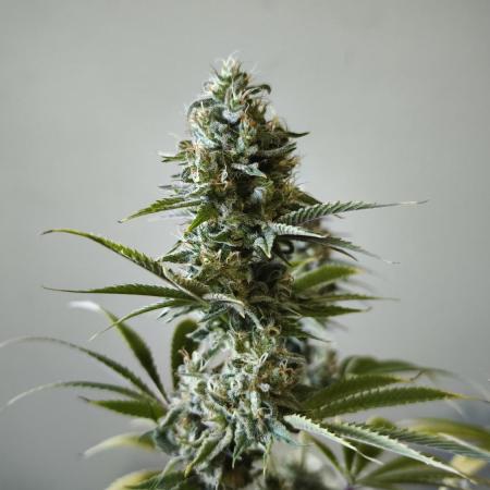 Sticky Broccoli@Zamnesia | Plagron