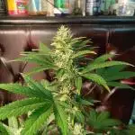 Strain A @Dutch Passion & SSSClub