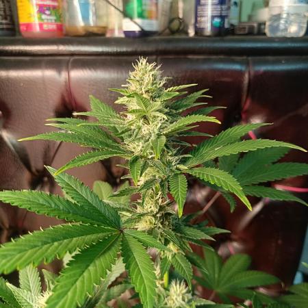 Strain A @Dutch Passion & SSSClub