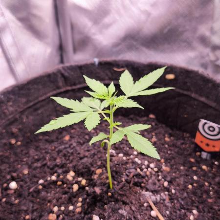 Lemon Haze Auto@Kannabia