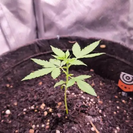 Lemon Haze Auto@Kannabia