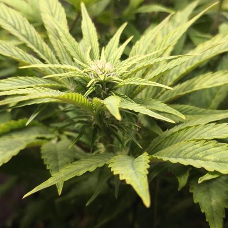 Apricot Auto@FastBuds