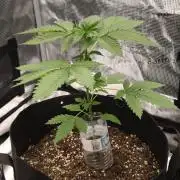 GanjaFarmer@Gorilla GG4