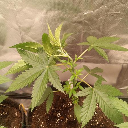 Strain B @Dutch Passion & SSSClub
