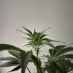 Auto Banana Blaze@Dutch Passion