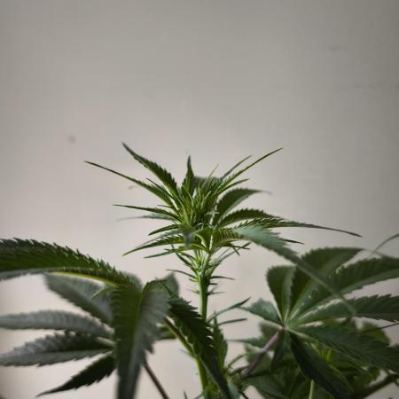 Auto Banana Blaze@Dutch Passion