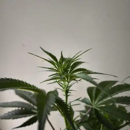 Auto Banana Blaze@Dutch Passion