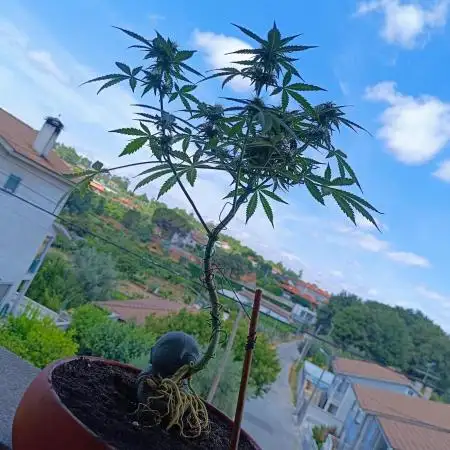 Kannabonsai@KANNABIA 🐉🧡