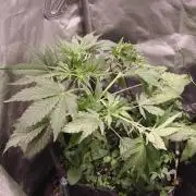 Northern dragon fuel Auto@SSSC