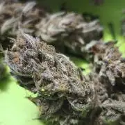 Apricot Auto@FastBuds