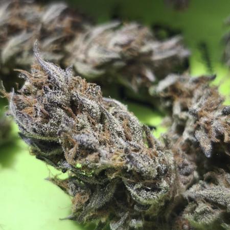 Apricot Auto@FastBuds