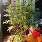 Strain B @Dutch Passion & SSSClub