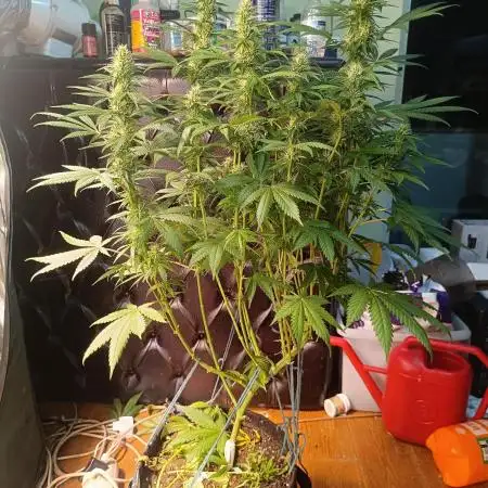Strain B @Dutch Passion & SSSClub