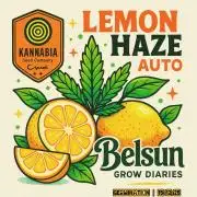 Lemon Haze Auto@KANNABIA