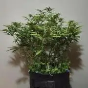 Apricot Auto@FastBuds