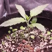 Northern dragon fuel Auto@SSSC