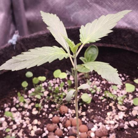 Northern dragon fuel Auto@SSSC