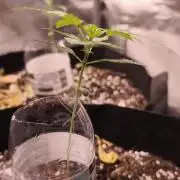 Fat Pete Cookies Auto@SSSC