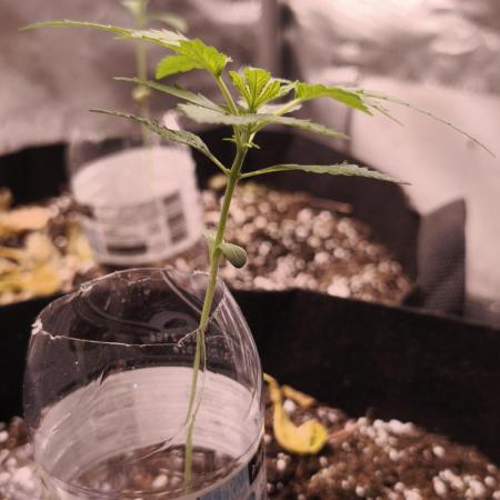 Fat Pete Cookies Auto@SSSC