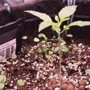 Apricot Auto@FastBuds