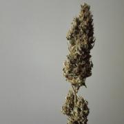 Sticky Broccoli@Zamnesia | Plagron