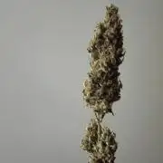 Sticky Broccoli@Zamnesia | Plagron