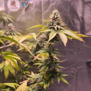 The Tropical Ice Cream One@USAGenetics26