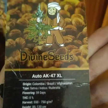 Auto AK-47 XL@DivineSeeds
