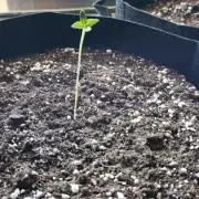 Auto Glue XXL Genetics