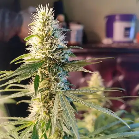Strain B @Dutch Passion & SSSClub