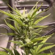 Northern dragon fuel Auto@SSSC