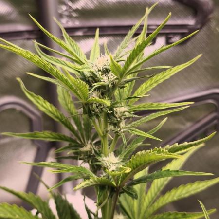 Northern dragon fuel Auto@SSSC