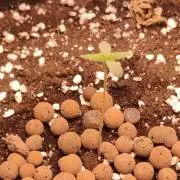 Northern dragon fuel Auto@SSSC