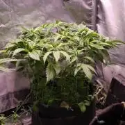Apricot Auto@FastBuds